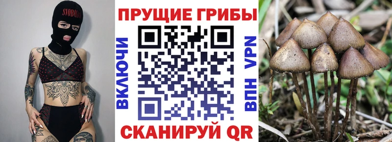 Купить  Жуков  Псилоцибиновые грибы Cubensis 
